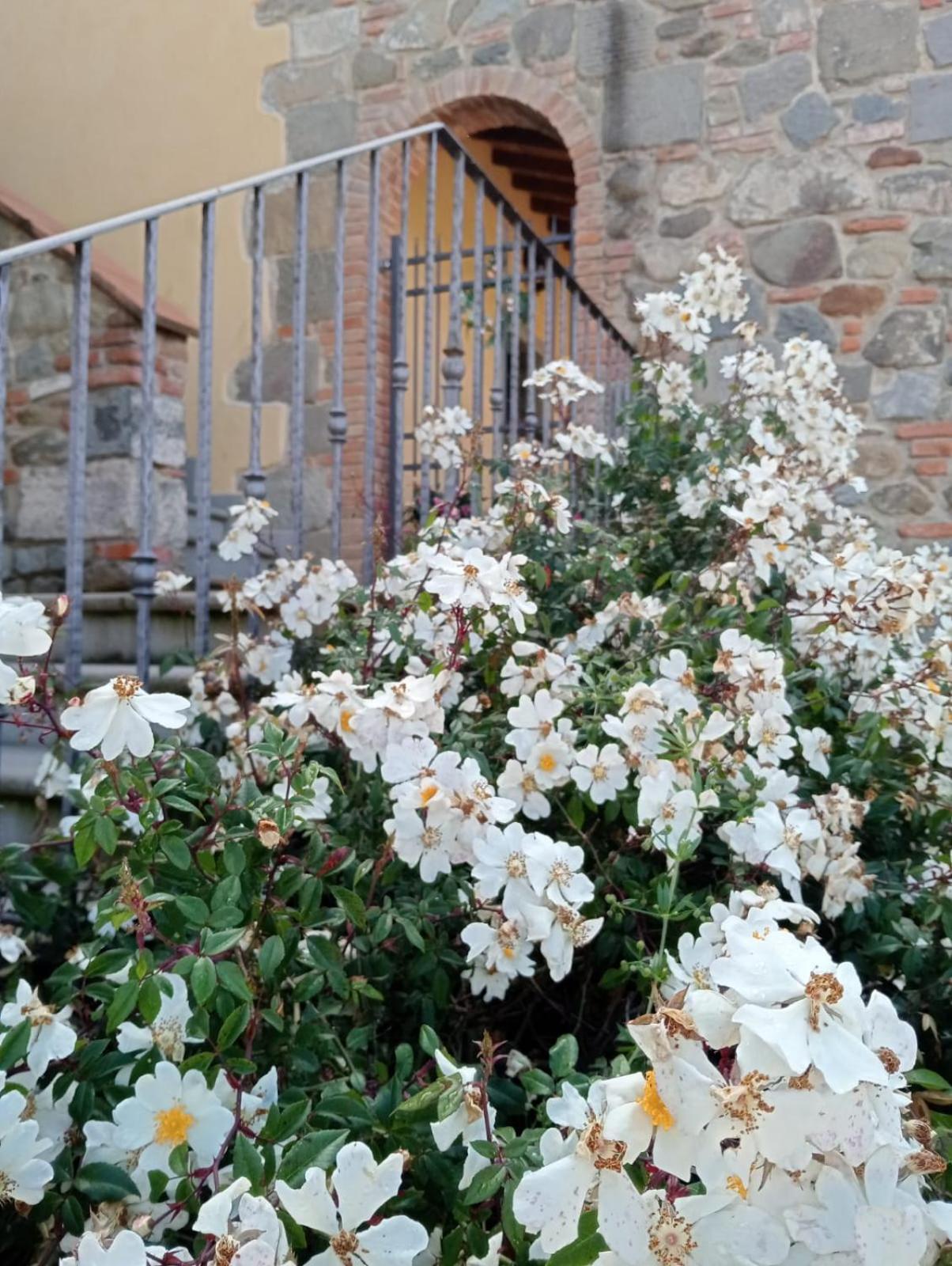 Appartamento Olivella Reggello Exterior foto